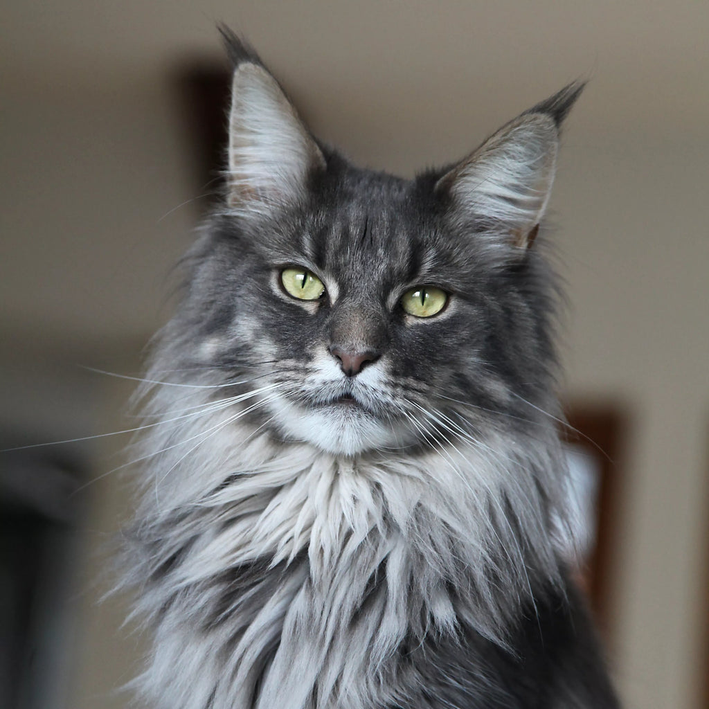 Retour sur le Chat Maine Coon Black Smoke Retour sur le Chat Maine Coon Black Smoke