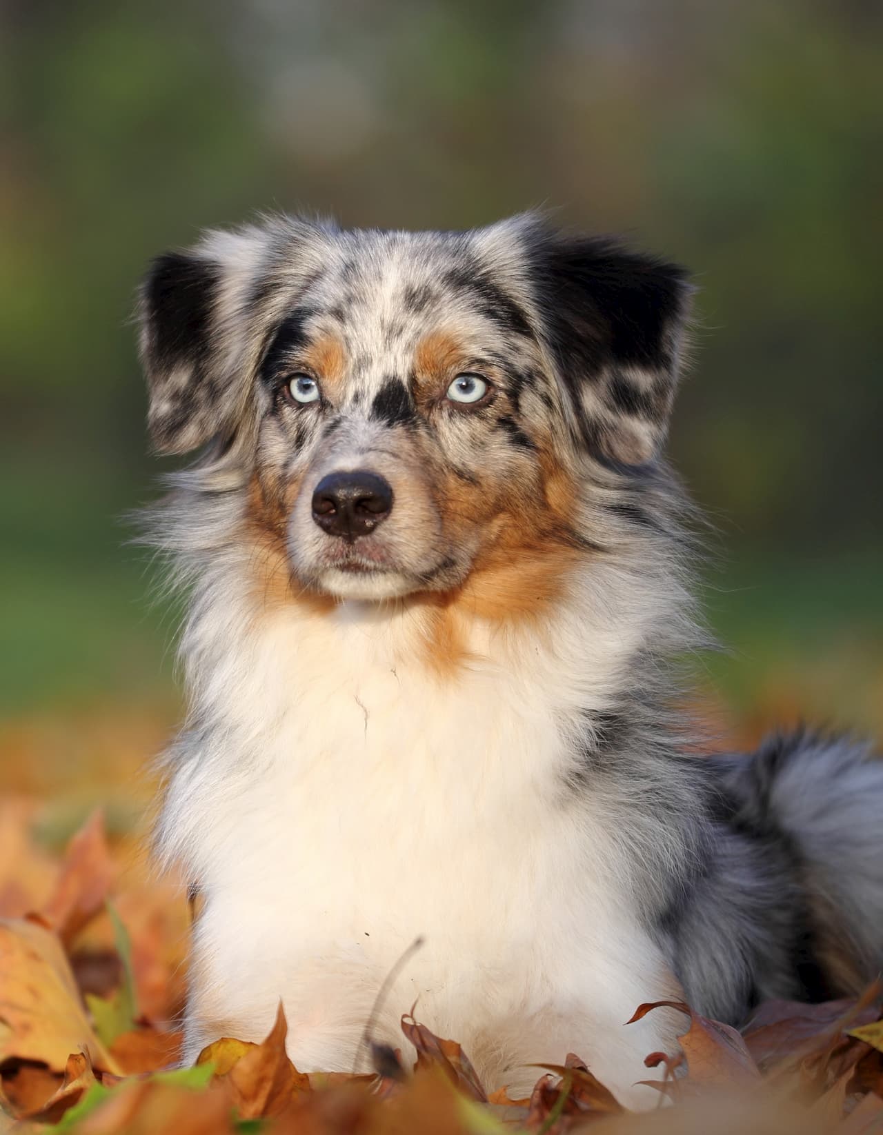 Berger Australien Yeux Marrons Le Berger Australien Chiens Et Chiots berger-australien-yeux-marrons-le-berger-australien-chiens-et-chiots